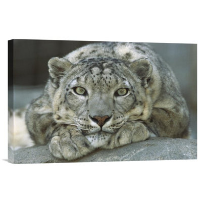 " Snow Leopard Portrait Native To Mountainous Regions Of Central Asia "