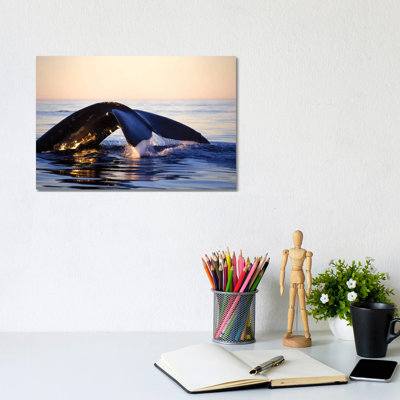 Northern Right Whale, Late Afternoon, Bay of Fundy, New Brunswick, Canada 1 Piece Wrapped Canvas Wall Art