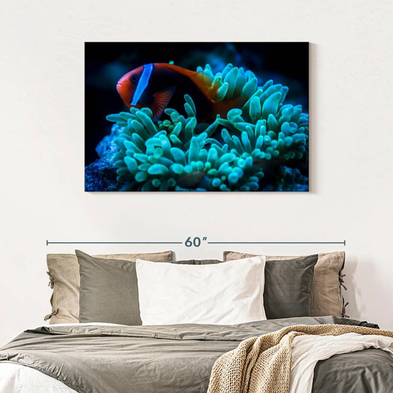 Brampt Tomato Clownfish, 30" H x 45" W