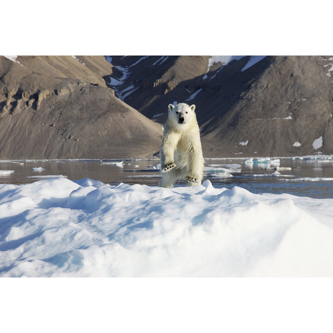 Eisbär auf Eis von KristianSeptimiusKrogh - Kunstdrucke ohne Rahmen auf Leinwand