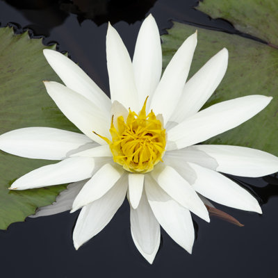 Water Lily Flowers V by Laura DeNardo - 1 Piece Wrapped Canvas Wall Art