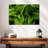 Harnek Green False Hellebore-111830738
