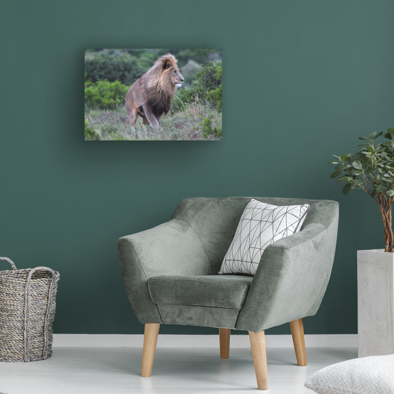 Art sur toile «Bob Bob Langrish Lion», H 12 po x l 19 po