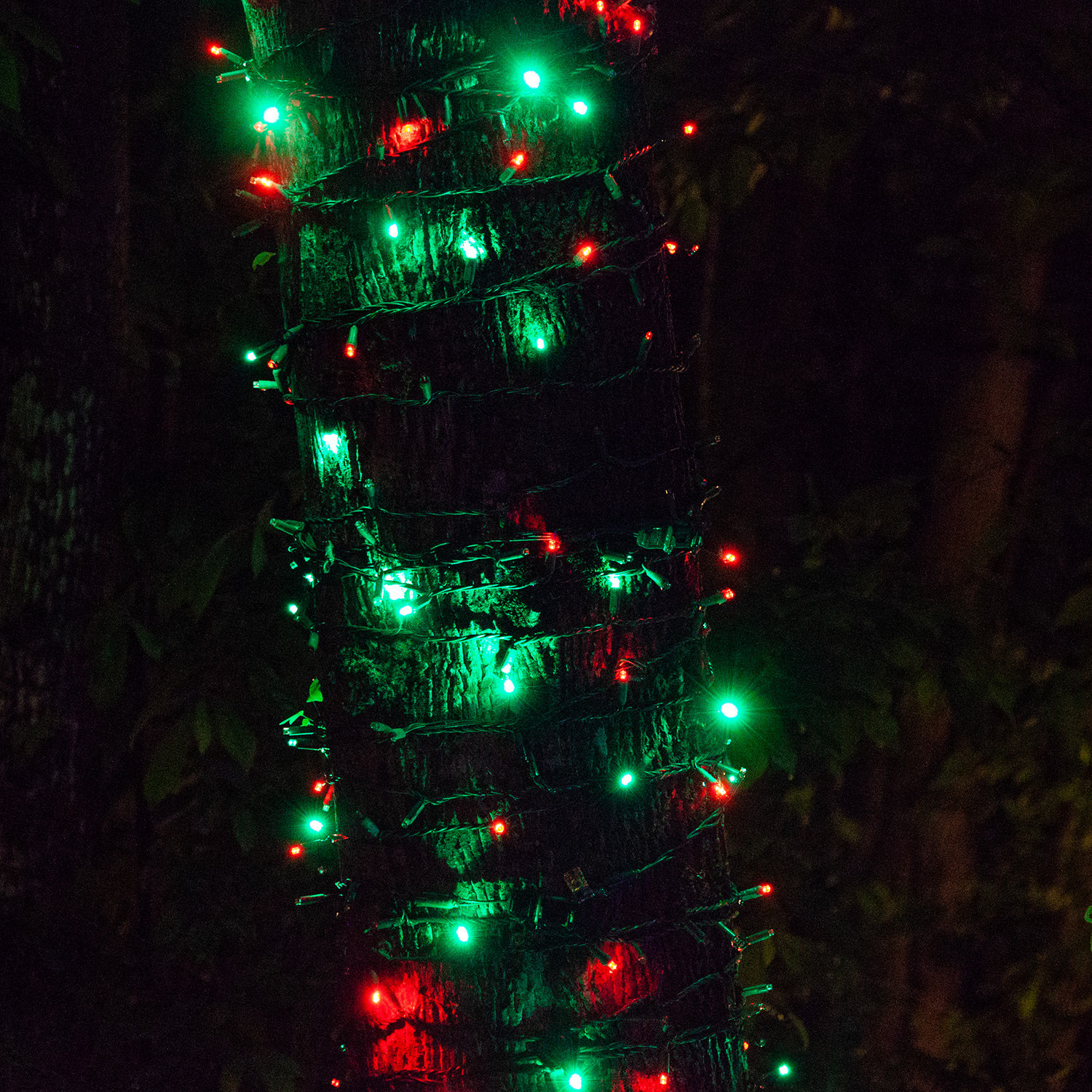 17' LED Twinkle String Lights, Red/Green