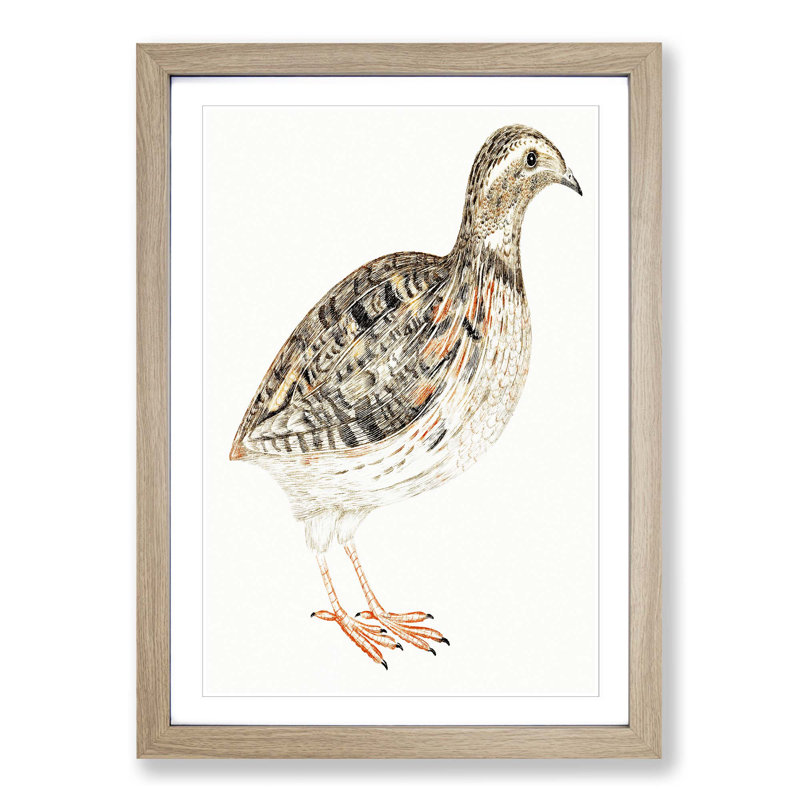 A Quail by Johan Teyler - Single Picture Frame Painting, Oak Framed, 63cm H x 45cm W x 2cm D