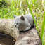Cat Garden Statue