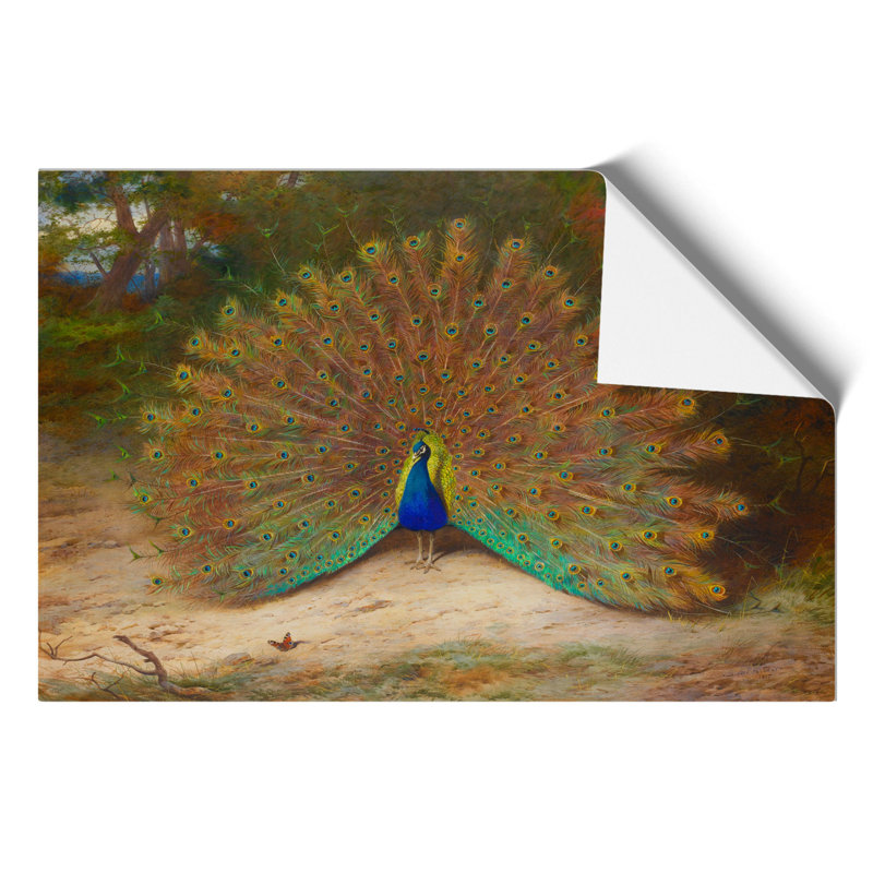 Peacock by Archibald Thorburn - No Frame Painting, 42cm H x 59cm W x 0.1cm D