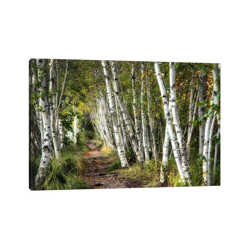 A Walk Through The Birch Trees by Danny Head - Print on Canvas, 20.32 cm H x 30.48 cm W, No Frame, No Frame