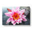 Pink Water Lily Flower Vol.4 - Wrapped Canvas Print-61838406