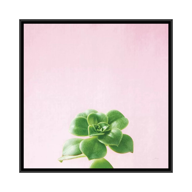 « succulent simplicité on rose v », reproduction d’impression sur toile, H 18 po x l 18 po x P 1,5 po, Toile avec cadre noir