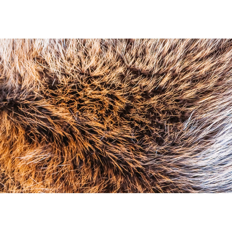 Fur Of A Wild Animal by Koszubarev - Wrapped Canvas Print, 20cm H x 30cm W