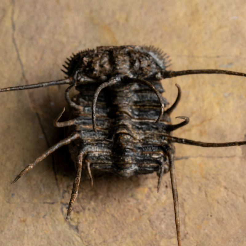Spiny Ceratarges Trilobite Fossil On Matrix From Morocco (299.6 Grams)