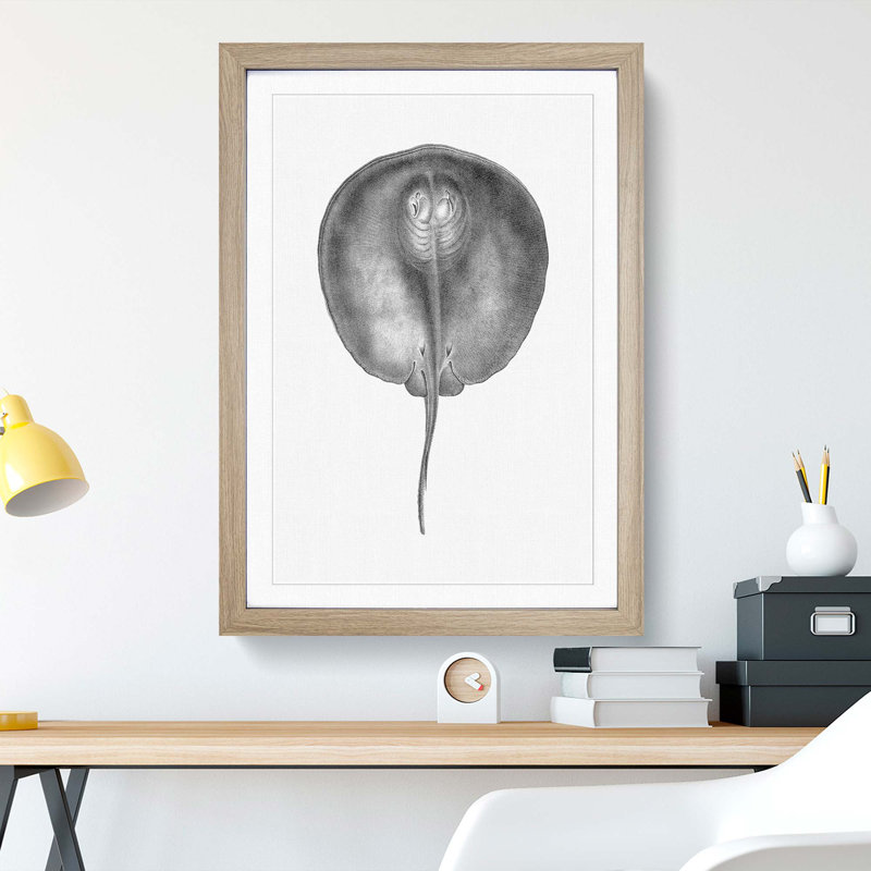 Stingray Illustration - Framed Print, Oak Framed, 36cm H x 27cm W x 2cm D