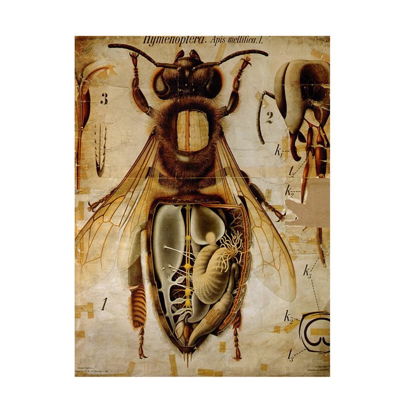 Art graphique sur toile, paul, H 19 po x l 14 po