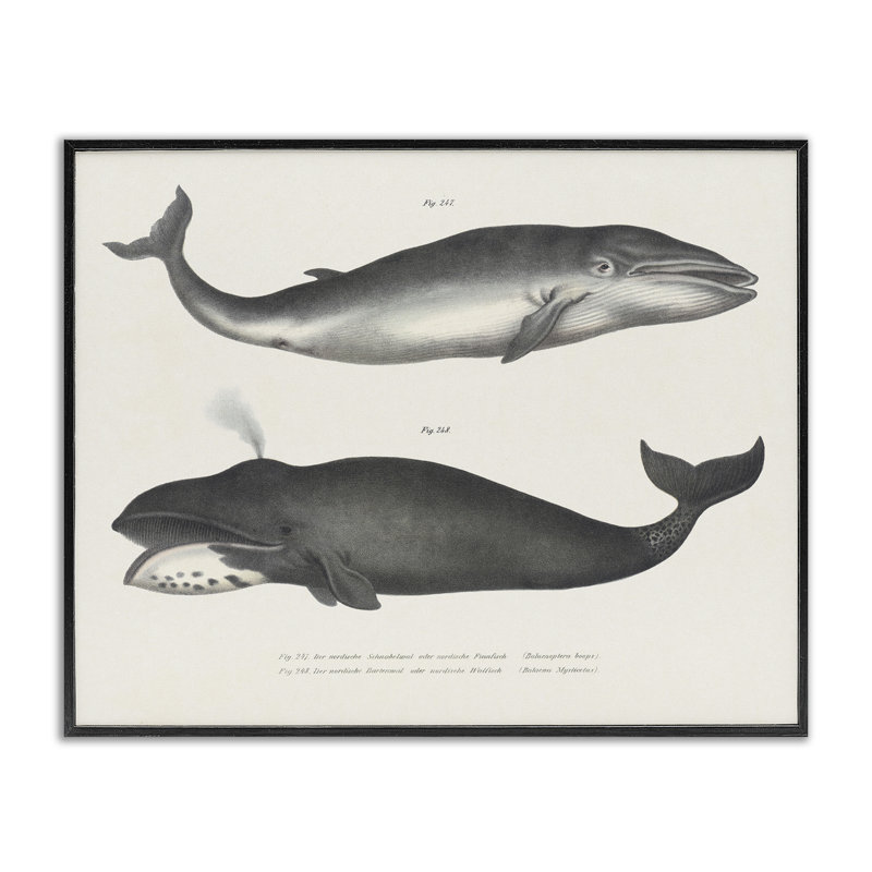 «Vintage Whale Study Diagrams», dessin de Phillipa Katz, H 11 po x l 14 po, Giclée encadrée noir minuit