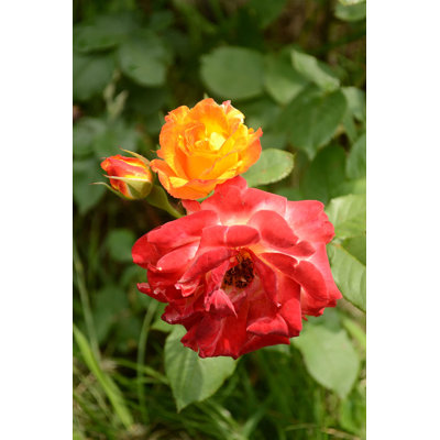 Pinata Climbing Rose Bush - Live Starter Plant in a 4 Inch Pot - Beautiful Roses from Florida - A Colorful Addition to Any Garden