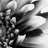 " Daylight I " by Ilona Wellmann-1211114402
