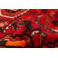 Tapis rouge Melis 5 pi 6 po x 8 pi 1 po