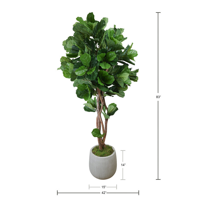 Fiddle Leaf Tree in Fiberstone Pot