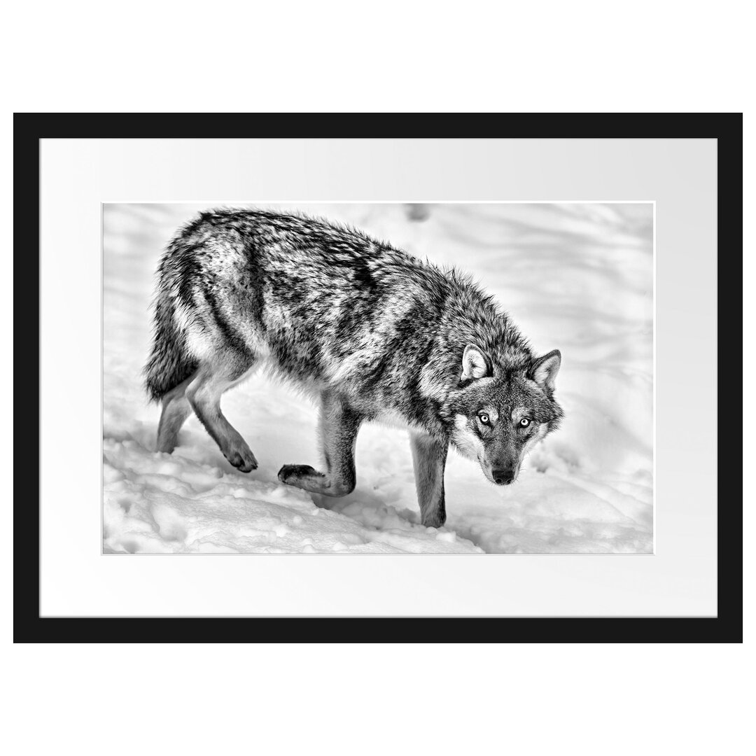 Seltener Wolf im Schnee Gerahmter fotografischer Kunstdruck Poster