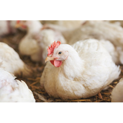 Chicken at Farm Resting by Danchooalex