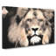 Lion - Wrapped Canvas-56634287