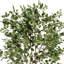 Ficus 84 po en pot
