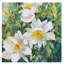 «Pristine Peony» par Mattox, reproduction d'aquarelle sur toile tendue-30398894