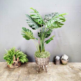 Tropical Monstera Deliciosa Plant With Planter