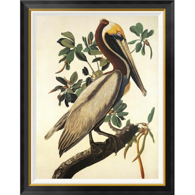 " Brown Pelican " by James Audubon