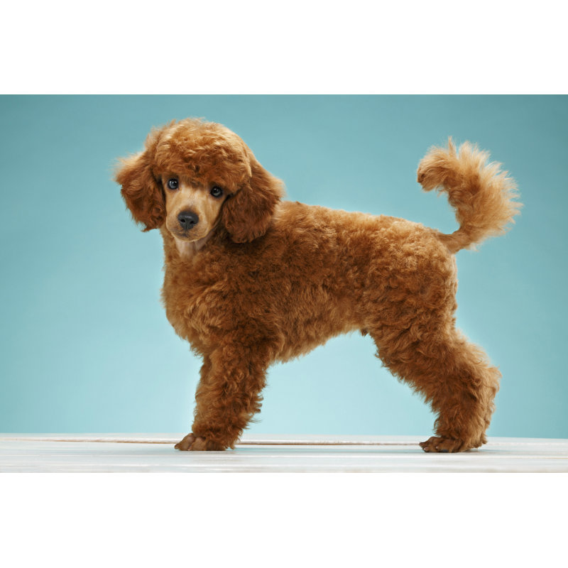 Dog 491840328, 81cm H x 122cm W