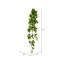Buisson Pothos