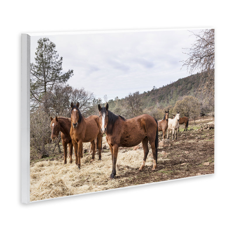 «Horse Family Grazing Land», art par PIDDIX, H 10 po x l 15 po