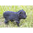 Panther Cub Statue