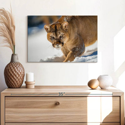 Cougar Brampt dans la neige