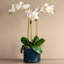 Orchid Floral Arrangement in Pot-1596003410-1596028716