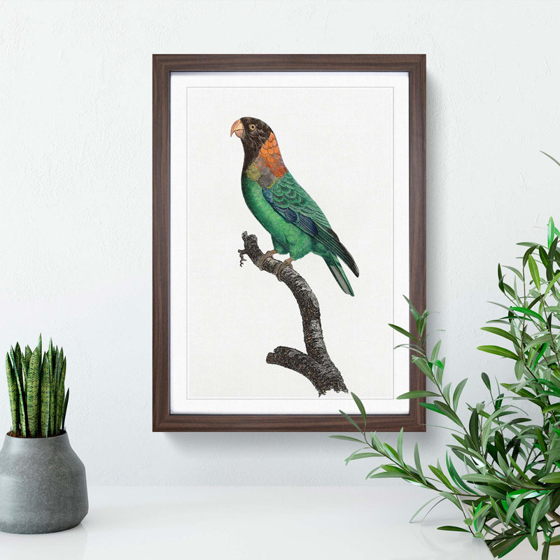 Caica Parrot by F. Levaillant - Picture Frame Painting Print, 48cm H x 36cm W x 2cm D, Walnut Framed