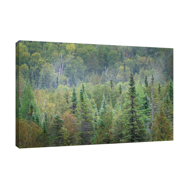 «Superior National Forest II», toile tendue par Alan Majchrowicz, H 16 po x l 24 po x P 1,5 po