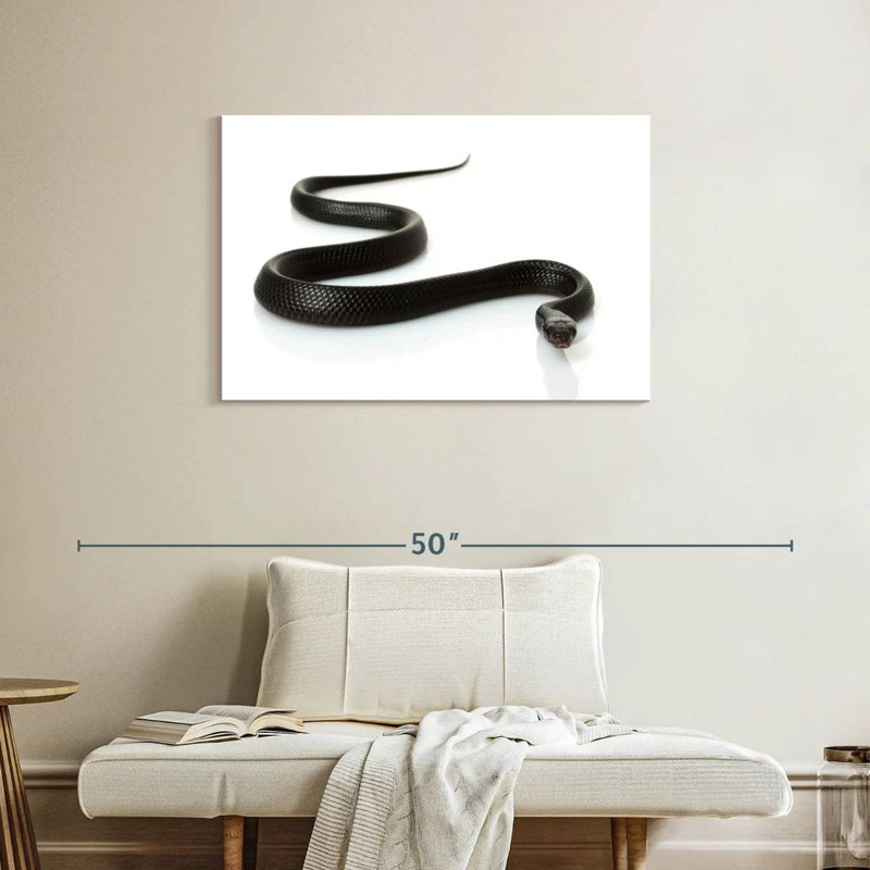 Brampt Eastern Indigo Snake, 24" H x 36" W