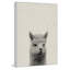 «Llama Surprise», reproduction sur toile encadrée-28208581