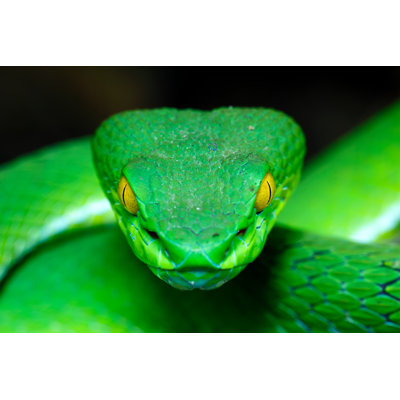 Green Pit Viper by TommyIX - Wrapped Canvas Print