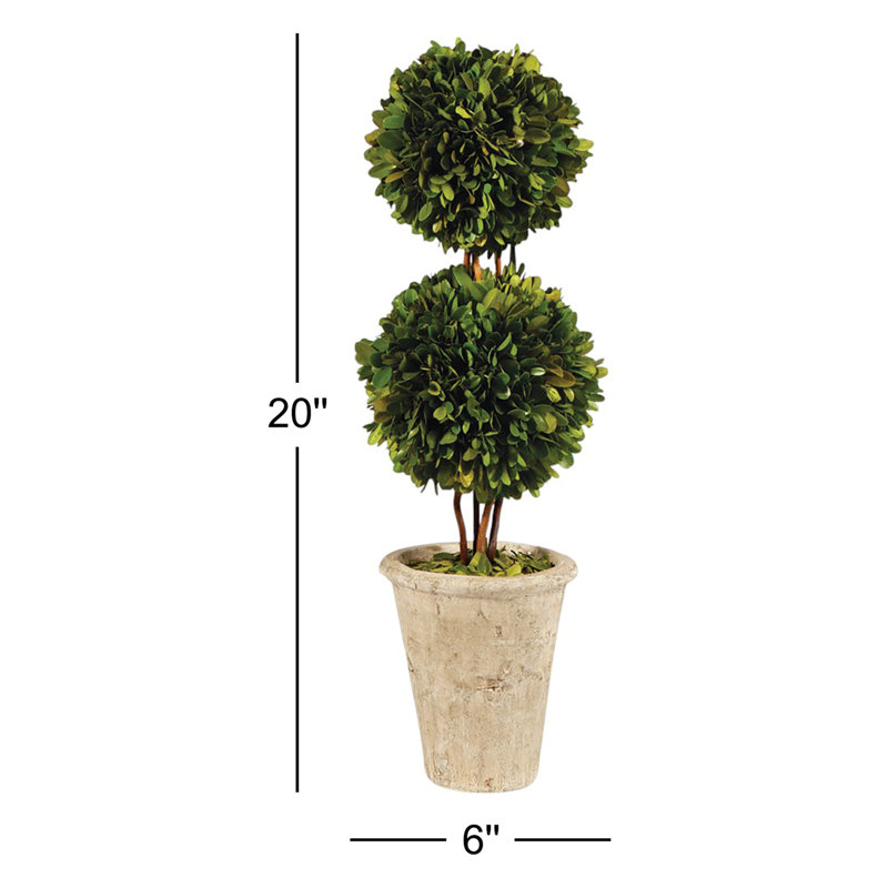 Preserved Boxwood Double Ball Topiary in Pot,  20" H x 6" W x 6" D