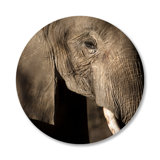 Great Elephant Print