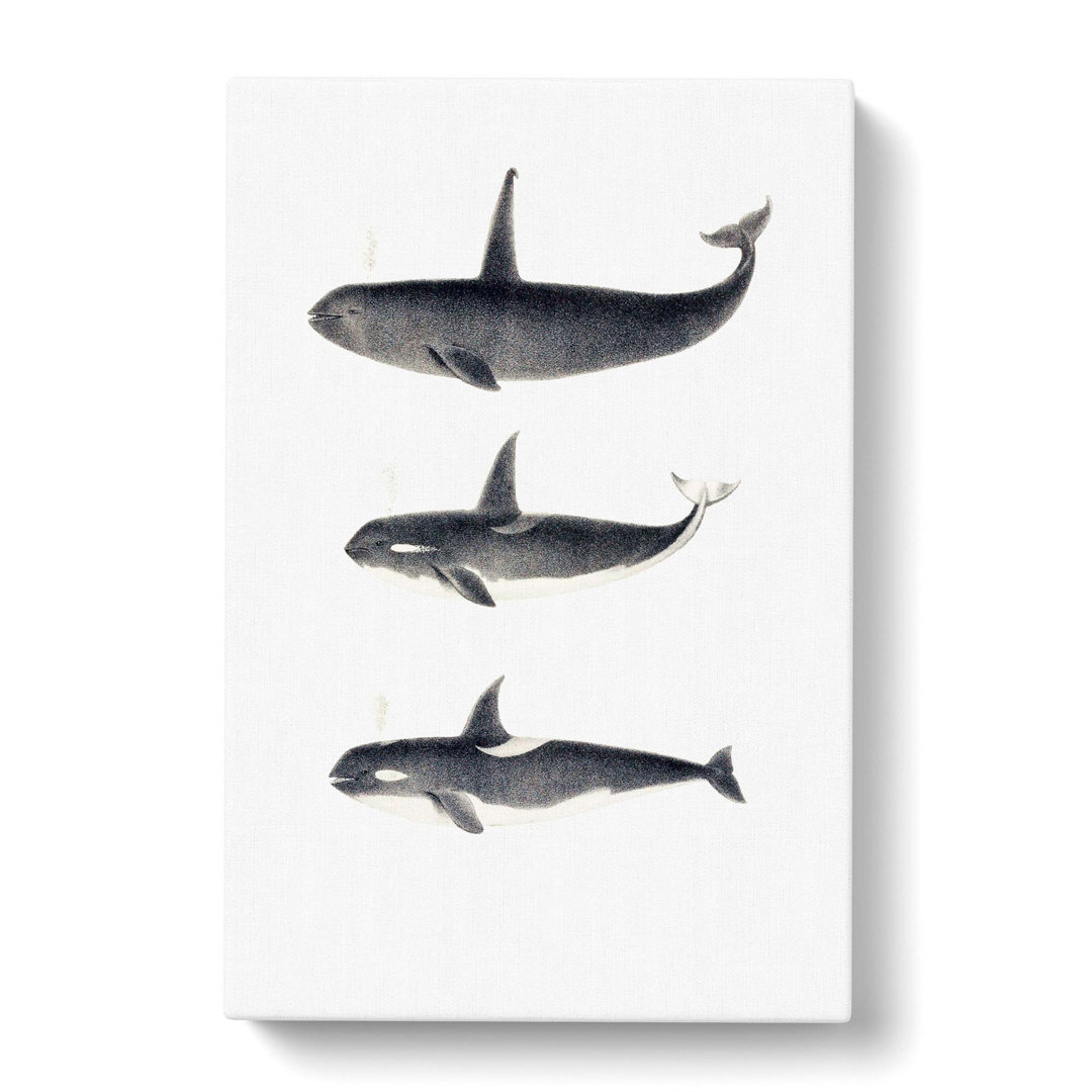 Orca Killer Whales by C.M. Scammon - Wrapped Canvas Drawing - Wrapped Canvas