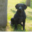 Statue Noble Labrador assis-1866029696