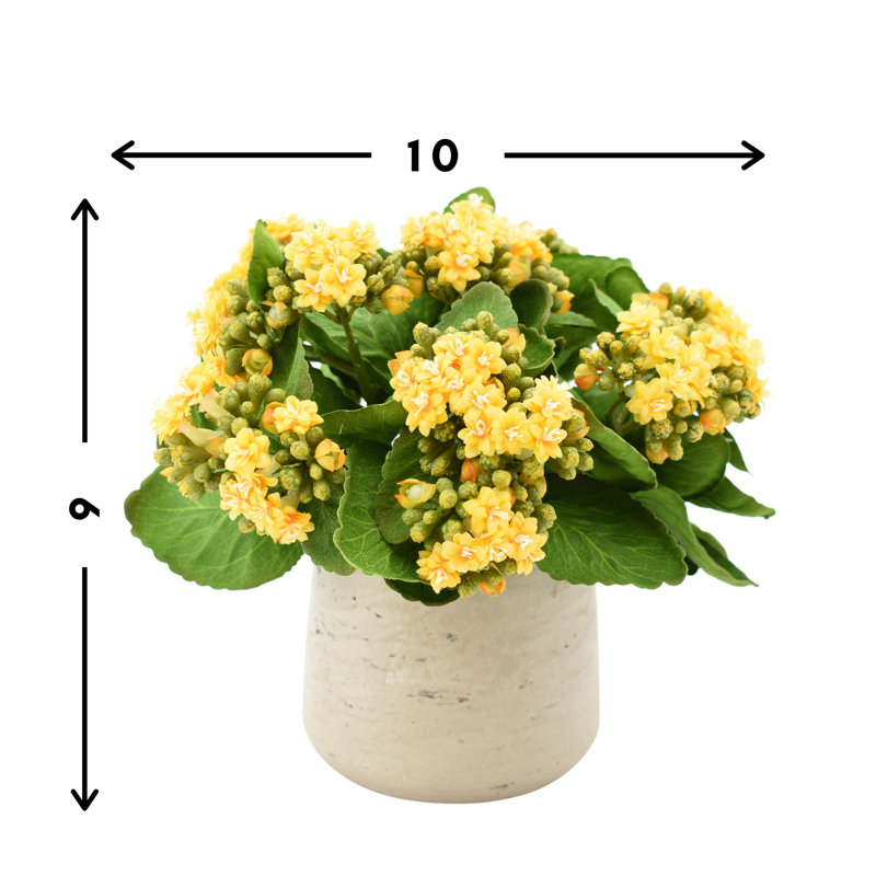 Kalanchoe Arrangement in Fiberstone Pot, Yellow