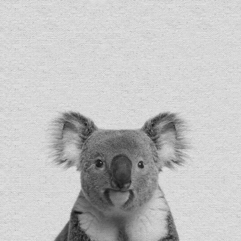 Playful Koala II - Drawing on Canvas, 122cm H x 122cm W