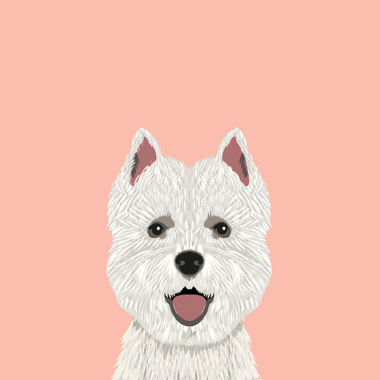 Highland Terrier, impression sur toile tendue, H 24 po x l 24 po x P 1 po, Papier beaux-arts encadré noir, Blanc