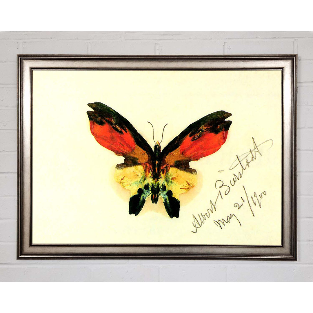 Bierstadt Butterfly 2 - Einzelner Bilderrahmen Kunstdrucke