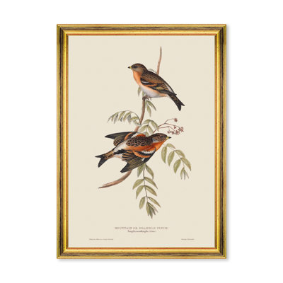MOUNTAIN OF BRAMBLE FINCH